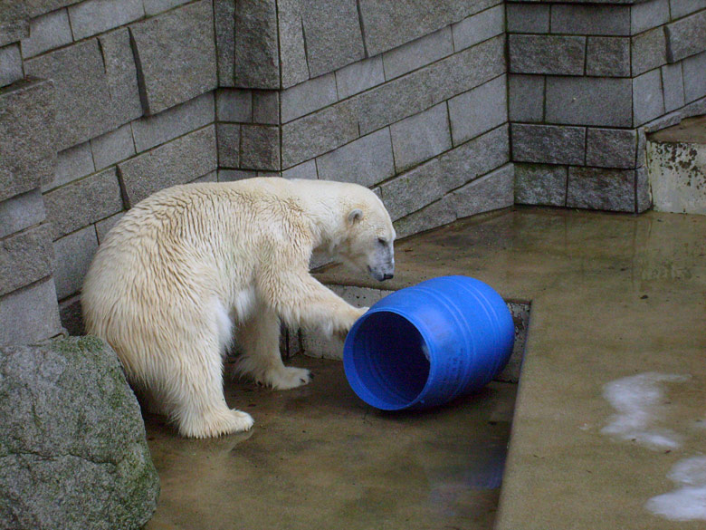 Eisbärin Jerka mit der blauen Tonne im Zoologischen Garten Wuppertal am 29. Dezember 2009